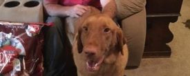 Biscuit wants to thank all of you for saving his life
